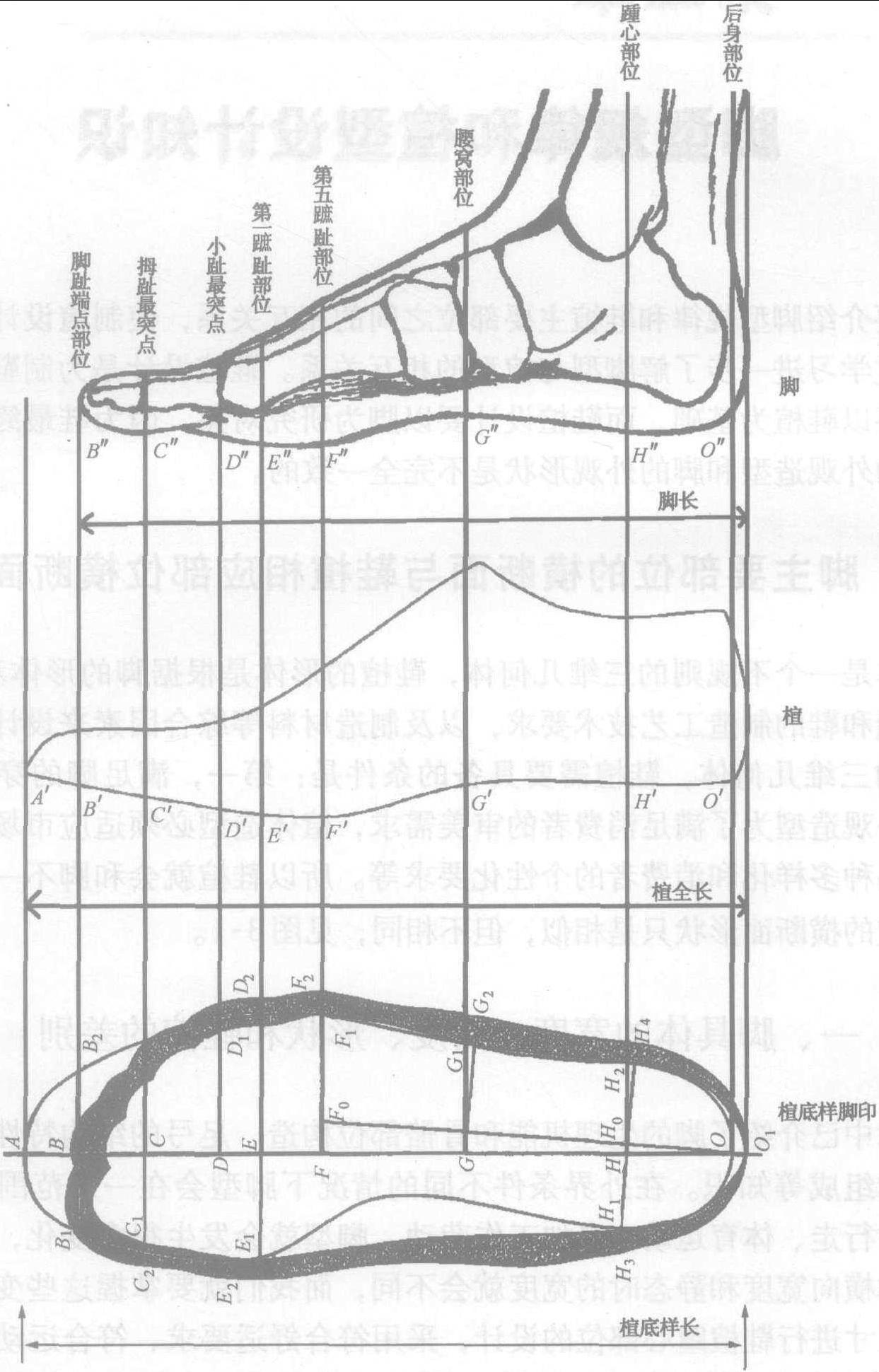第一节 脚主要部位的横断面与鞋楦相应部位横断面的区别